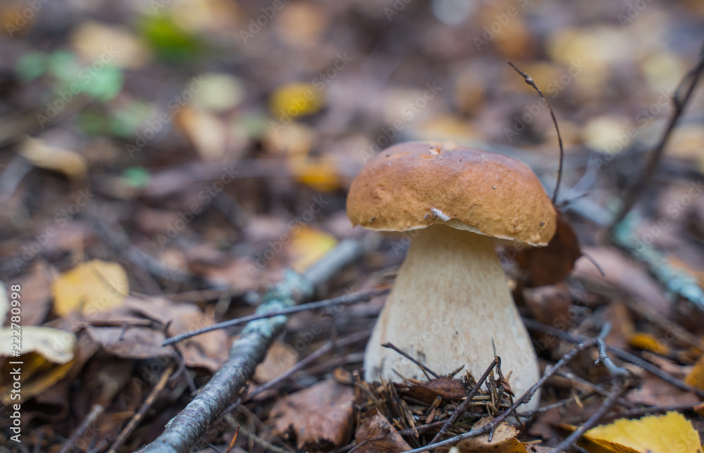 Beautiful boletus edulis mushroom growing in the natural forest. Beautiful boletus edulis mushroom growing in the natural forest.