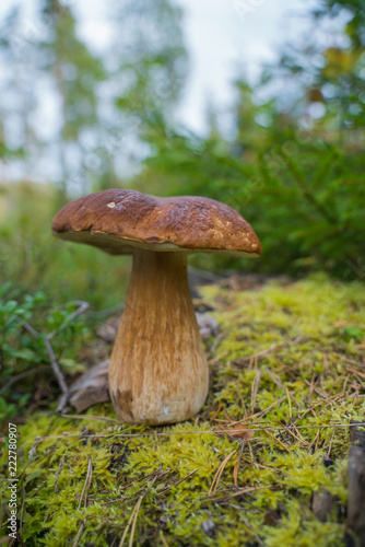 Beautiful boletus edulis mushroom standing on a stump in the forest.