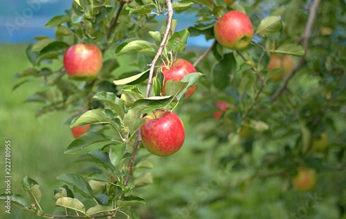 Ripe apples growing on the tree. 