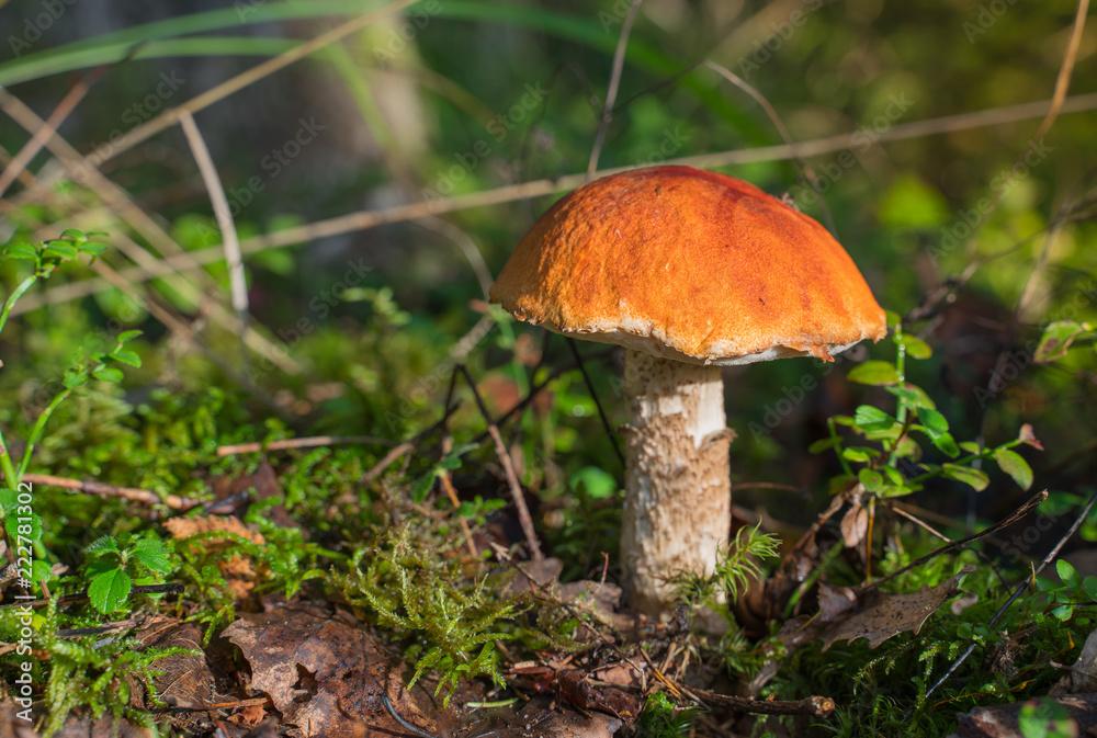 Orange cap boletus (Leccinum scabrum) mushroom growing in natural forest in Autumn. Orange cap boletus (Leccinum scabrum) mushroom growing in natural forest in Autumn.