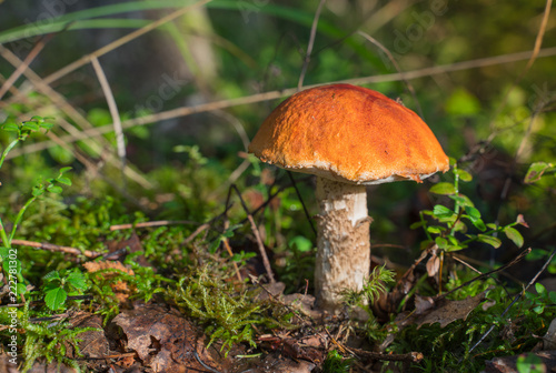 Orange cap boletus (Leccinum scabrum) mushroom growing in natural forest in Autumn.