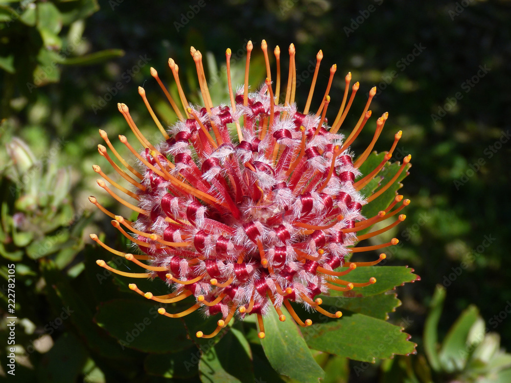 Closeup Protea pincushion flower in full bloom Closeup Protea pincushion flower in full bloom