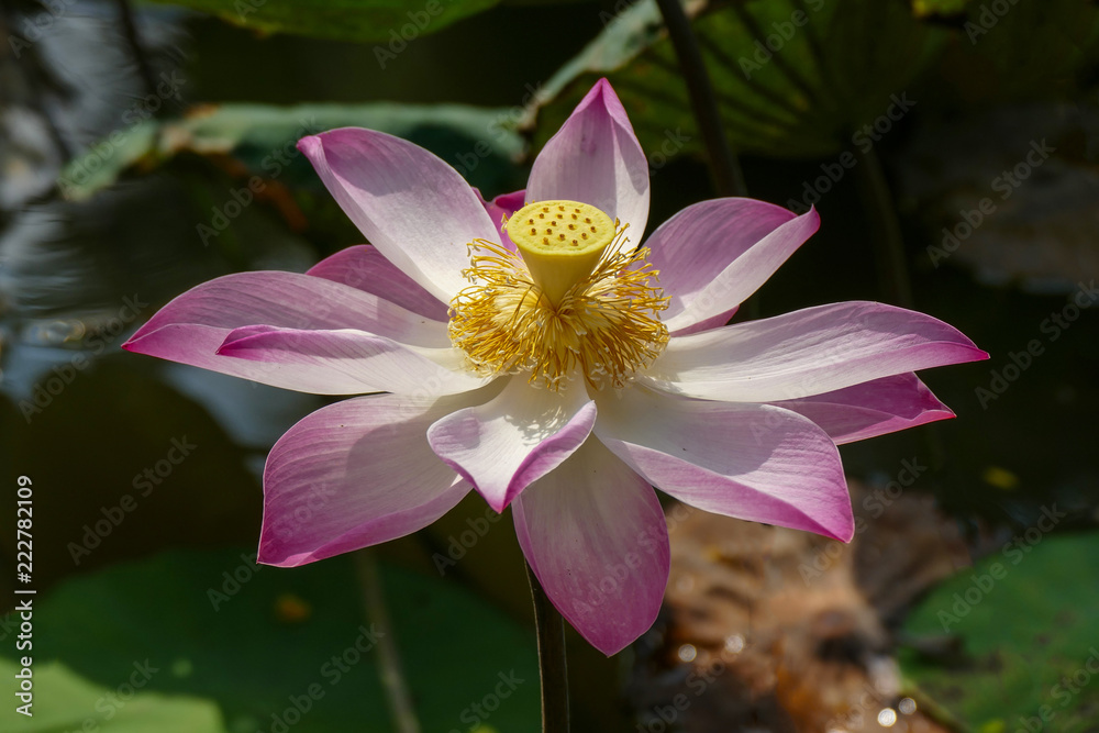 Close up blooming water lily or lotus flower Close up blooming water lily or lotus flower