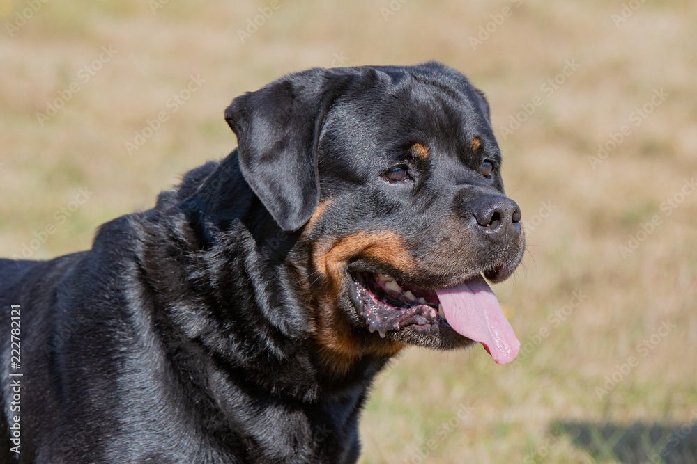 Head shot of Rottweiler . Selective focus on the dog Head shot of Rottweiler . Selective focus on the dog