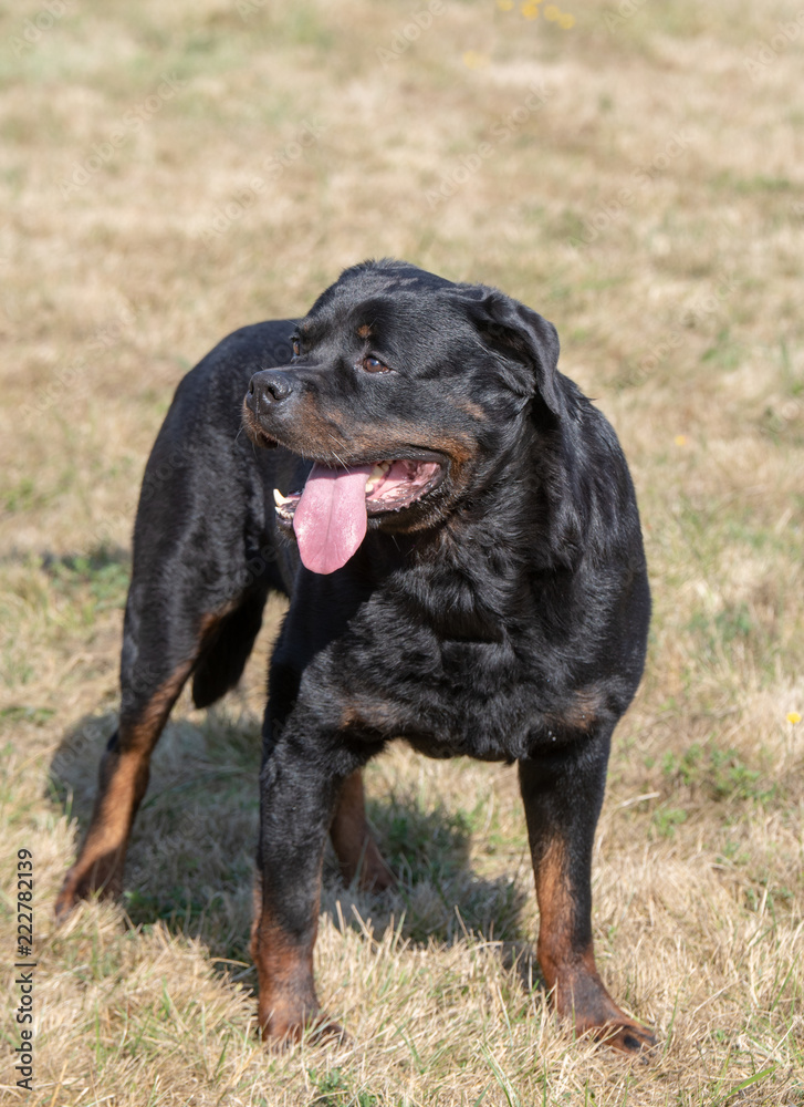 Purebred Rottweiler dog outdoors in the nature on grass meadow on a summer day. Selective focus on dog Purebred Rottweiler dog outdoors in the nature on grass meadow on a summer day. Selective focus on dog
