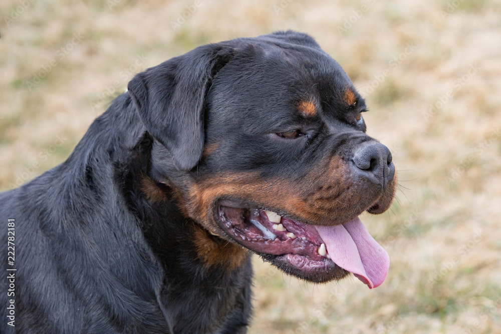 Head shot of Rottweiler . Selective focus on the dog Head shot of Rottweiler . Selective focus on the dog