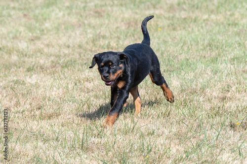 Purebred Rottweiler dog outdoors in the nature on grass meadow on a summer day. Selective focus on dog