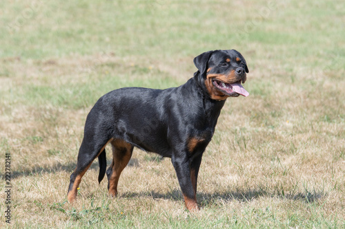 Purebred Rottweiler dog outdoors in the nature on grass meadow on a summer day. Selective focus on dog