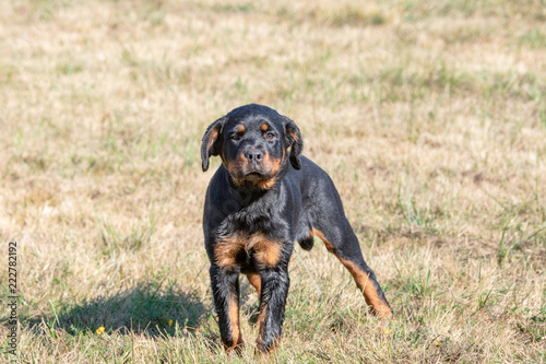 Rottweiler dog on the green grass outdoor. Selective focus on the dog