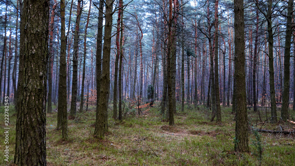Fototapeta premium autumn colors of the forest