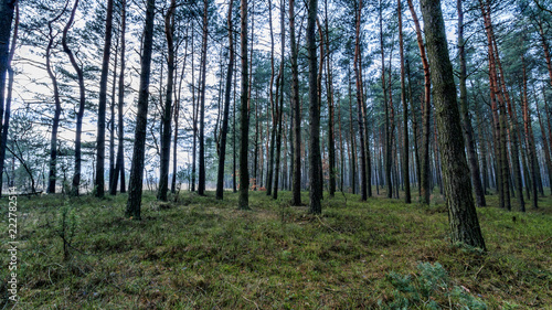 autumn colors of the forest