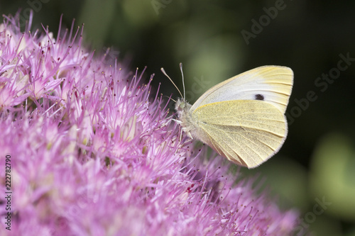 Foto Small White Butterfly (Pieris rapae) on Sedum