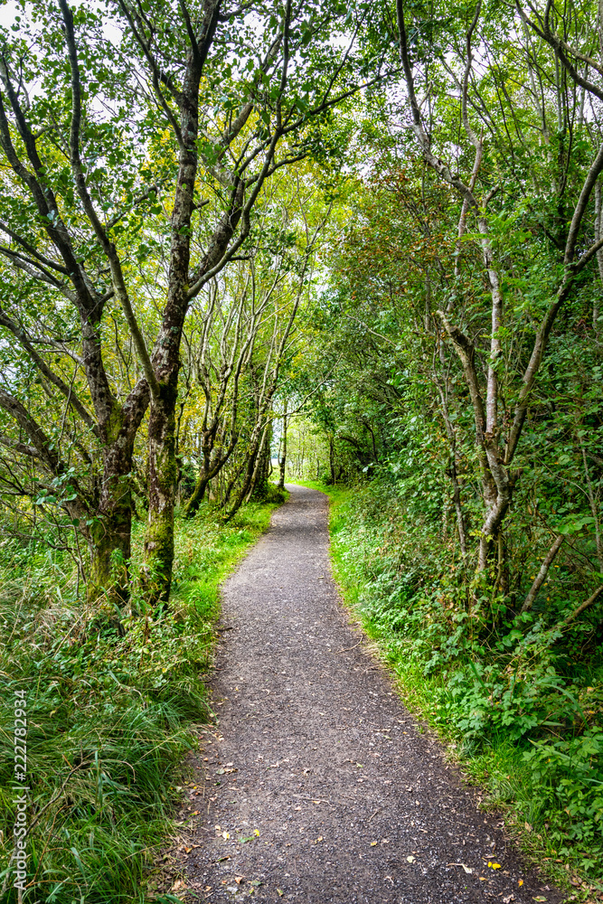 Fototapeta premium Forest Path
