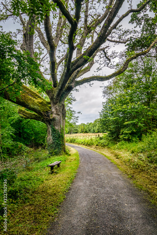 Forest Path Bench