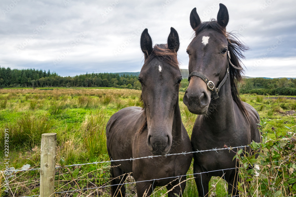 Two Horses at a Fence