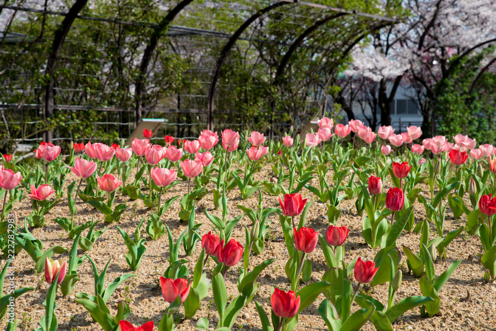 Tulip's flower bed