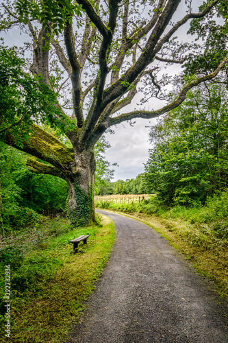 Forest Path Bench