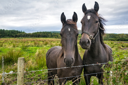 Two Horses at a Fence © Shawn