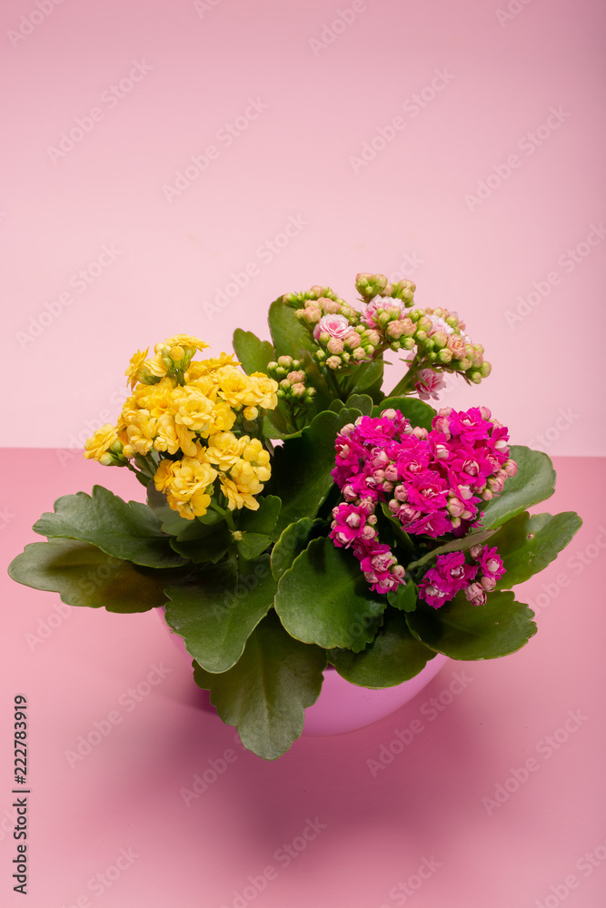 Medical houseplant kalanchoe with colorful flowers close up on trendy pink background copy space