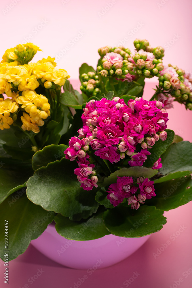 Medical houseplant kalanchoe with colorful flowers close up on trendy pink background