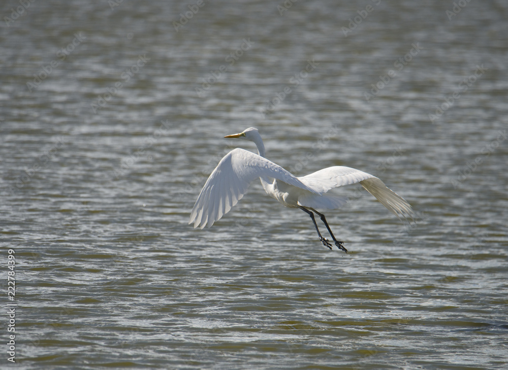 Great egret at bird Sanctuary Hjällstaviken, Stockholm Great egret at bird Sanctuary Hjällstaviken, Stockholm