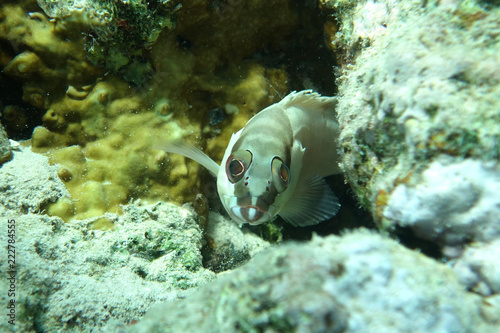 Blacktip grouper (Epinephelus fasciatus)