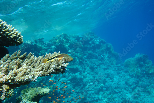 Underwater life landscape