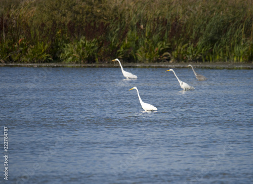 Great egret at bird Sanctuary Hj  llstaviken  Stockholm