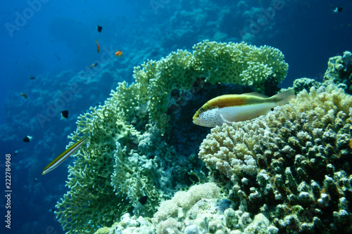 Underwater life landscape