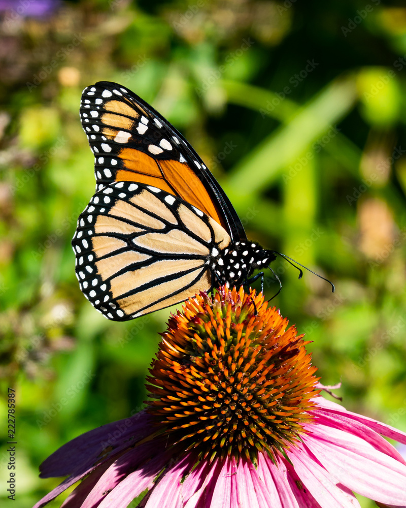 Monarch butterfly feeding on a pink cone flower in the garden. Monarch butterfly feeding on a pink cone flower in the garden.