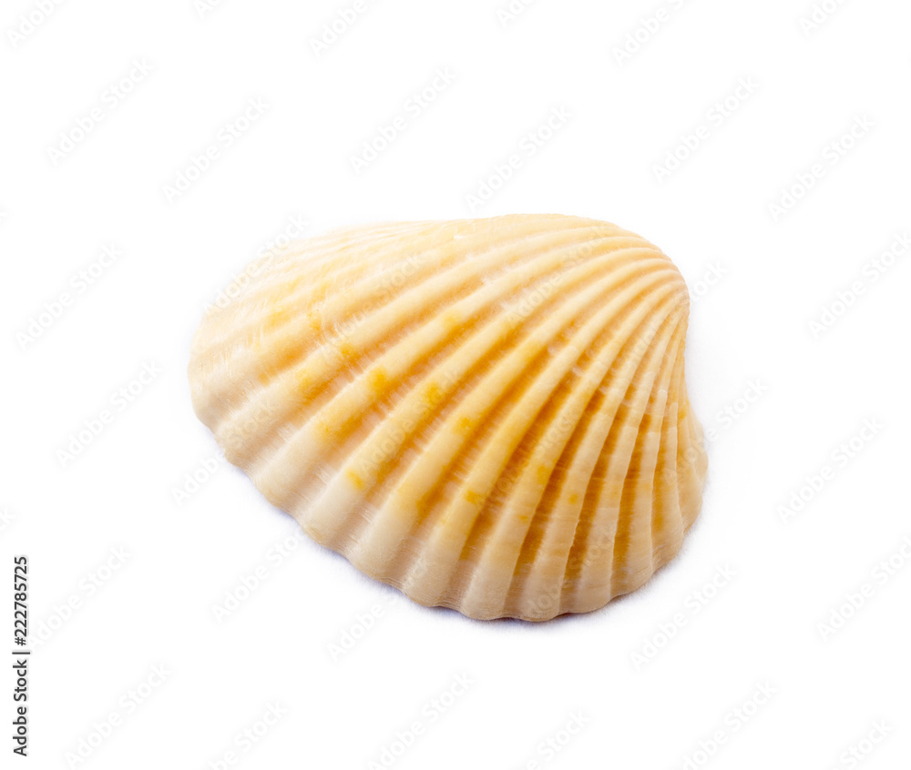 Exotic sea shells isolated on white background Exotic sea shells isolated on white background