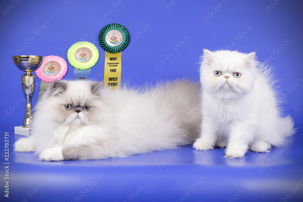 Persian cat on colored backgrounds