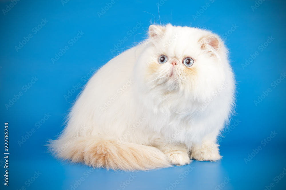 Persian cat on colored backgrounds