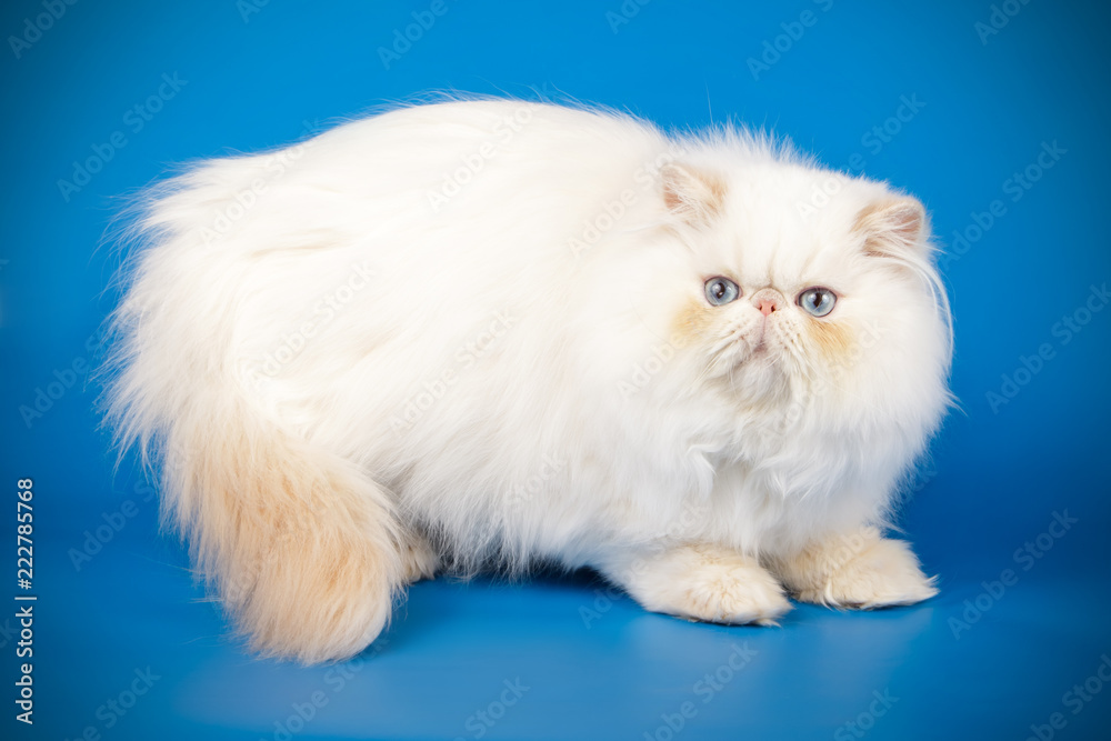 Persian cat on colored backgrounds