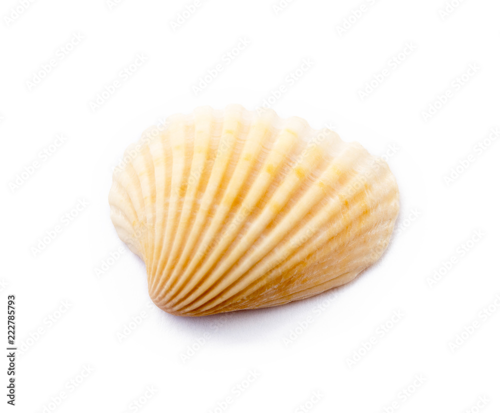 Exotic sea shells isolated on white background Exotic sea shells isolated on white background