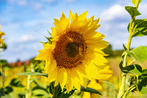 Close-up of a bright yellow sunflower  Helianthus annuus  against a blue sky.