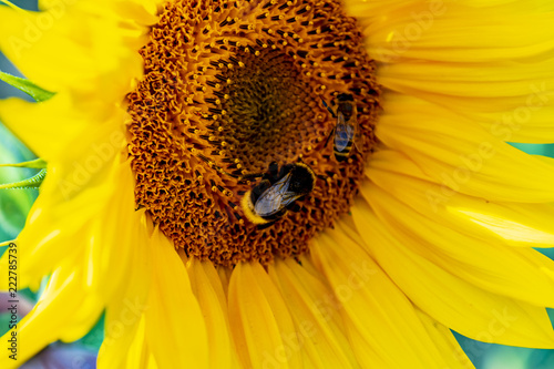Fototapeta Naklejka Na Ścianę i Meble -  Close-up of a bright yellow sunflower (Helianthus annuus) on which a bumblebee and a bee are sitting.