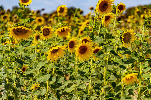 Fototapeta Naklejka Na Ścianę i Meble -  Field of bright yellow sunflowers (Helianthus annuus).