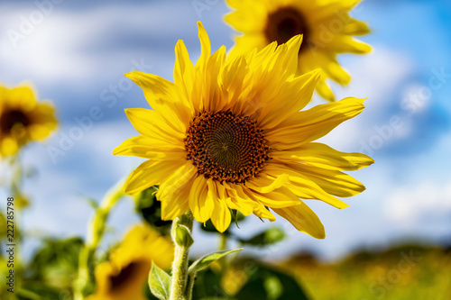 Close-up of a bright yellow sunflower  Helianthus annuus  against a blue sky.