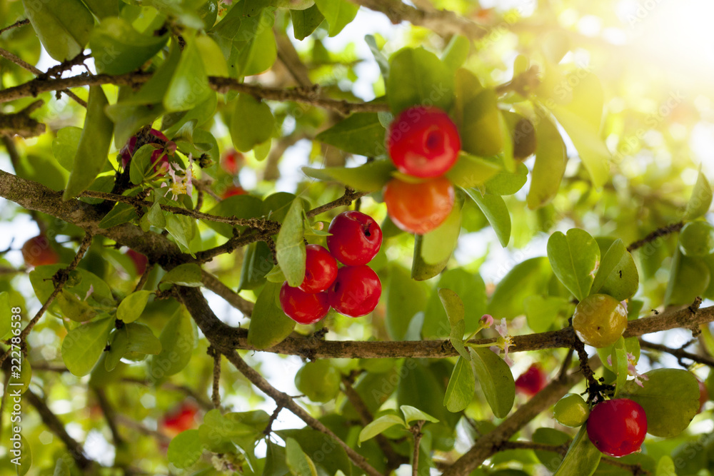 Obraz premium Red cherries on a tree with green leaves.