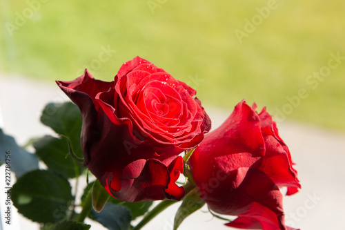 Beautiful red roses with sun light 
