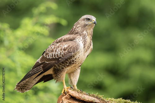 Common Buzzard in natural environment