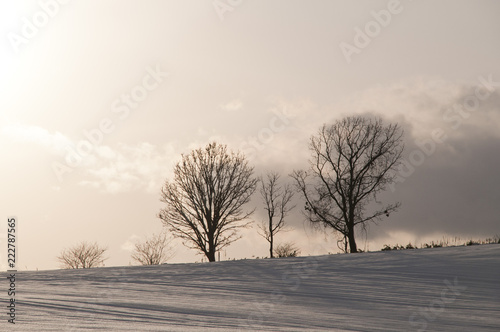 夕暮れの丘の3本の木　美瑛町