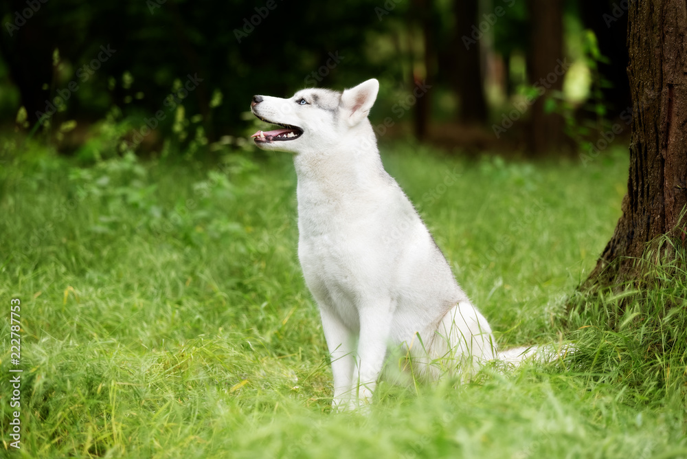 A portrait of a Siberian husky who sits at green grass at a park. A young grey & white female husky bitch has blue eyes. There is a lot of greenery. A big tree is near her. She looks up. A portrait of a Siberian husky who sits at green grass at a park. A young grey & white female husky bitch has blue eyes. There is a lot of greenery. A big tree is near her. She looks up.