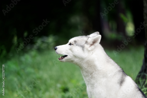 A portrait of a Siberian husky who sits at green grass at a park. A young grey & white female husky bitch has blue eyes. There is a lot of greenery. She is barking.
