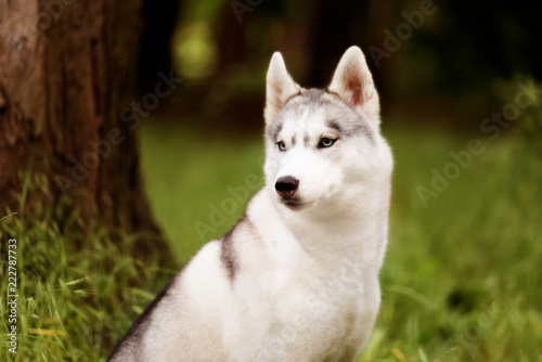 A portrait of a beautiful Siberian husky who sits at green grass at a park. A young grey   white female husky bitch has blue eyes. There is a lot of greenery. A big tree is near her.