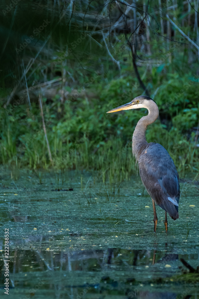 great blue heron in the water great blue heron in the water