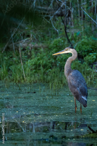 great blue heron in the water