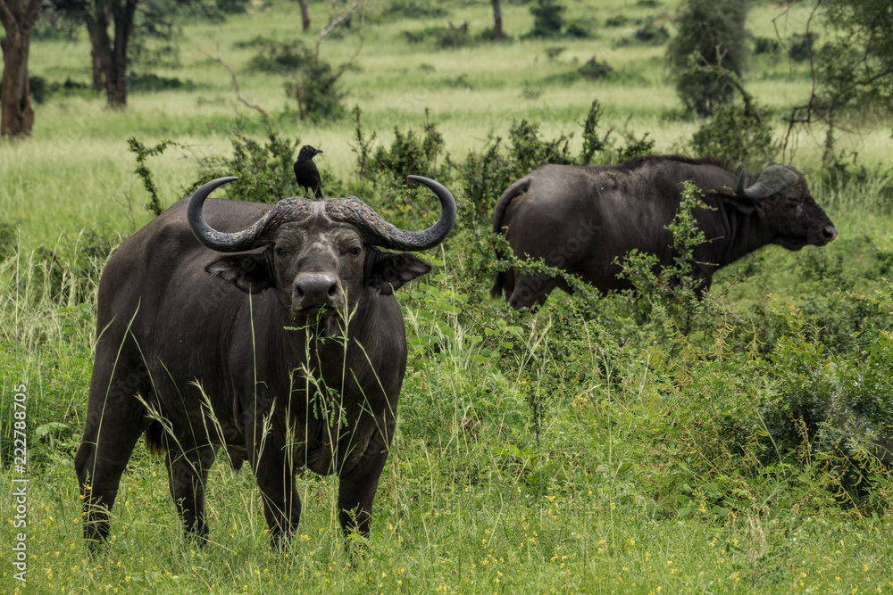 buffalo and bird in the field buffalo and bird in the field