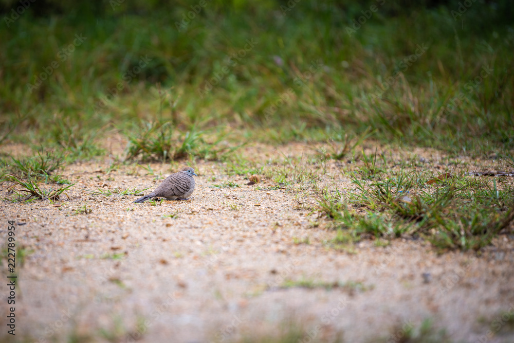 Dove bird on the ground